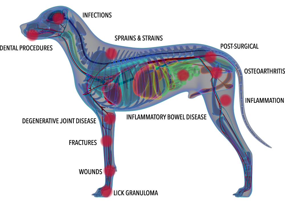 Class IV Laser Therapy (Companion & Pegasus)