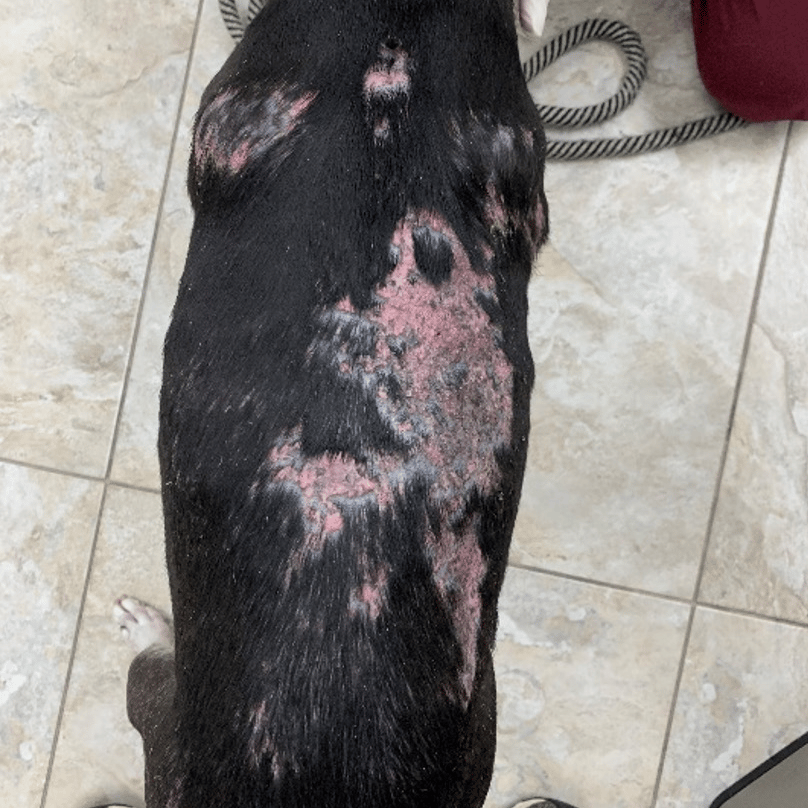 Boston Terrier with Calcinosis Cutis After 2 Laser Therapy Treatments