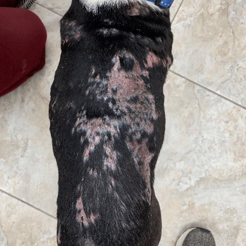 Boston Terrier with Calcinosis Cutis After 5 Laser Therapy Treatments