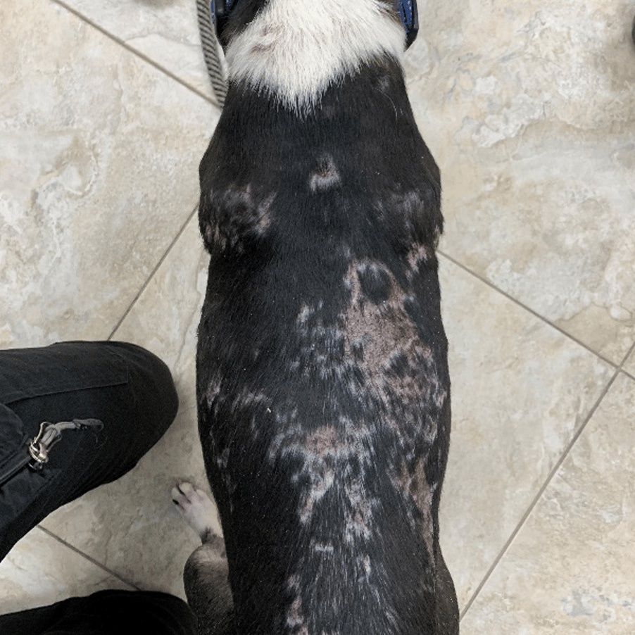 Boston Terrier with Calcinosis Cutis After 8 Laser Therapy Treatments