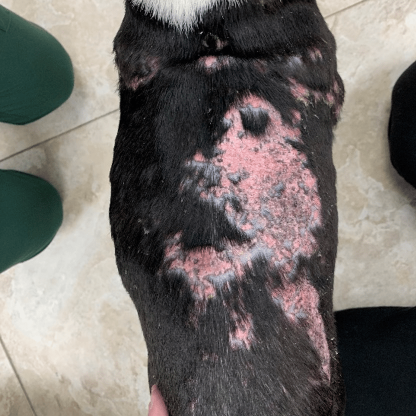 Boston Terrier with Calcinosis Cutis Before Laser Therapy Treatment