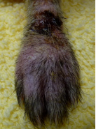 Edema and Cellulitis on Ferret 24 Hours After Laser Therapy Treatment