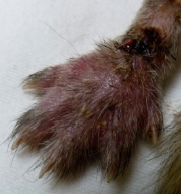 Edema and Cellulitis on Ferret Before Laser Therapy Treatment
