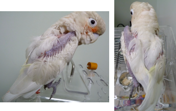 Feather Follicle Stimulation on Goffins Cockatoo After Laser Therapy Treatment