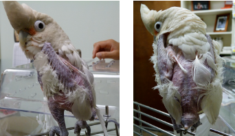 Feather Follicle Stimulation on Goffins Cockatoo Before Laser Therapy Treatment
