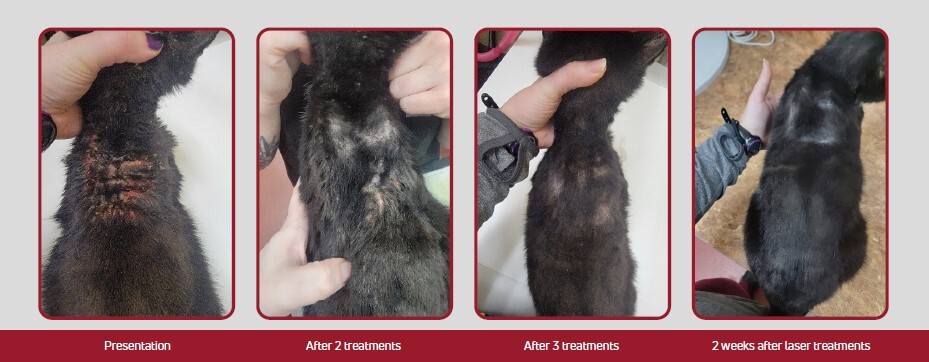 Images of dermatitis on two year old cat before and after being treated with laser therapy