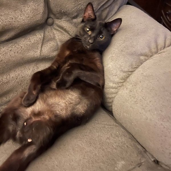 Cat with leg amputation after being successfully healed with laser therapy