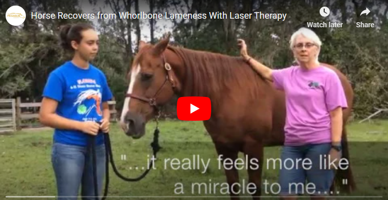 Horse Recovers from Whorlbone Lameness With Laser Therapy
