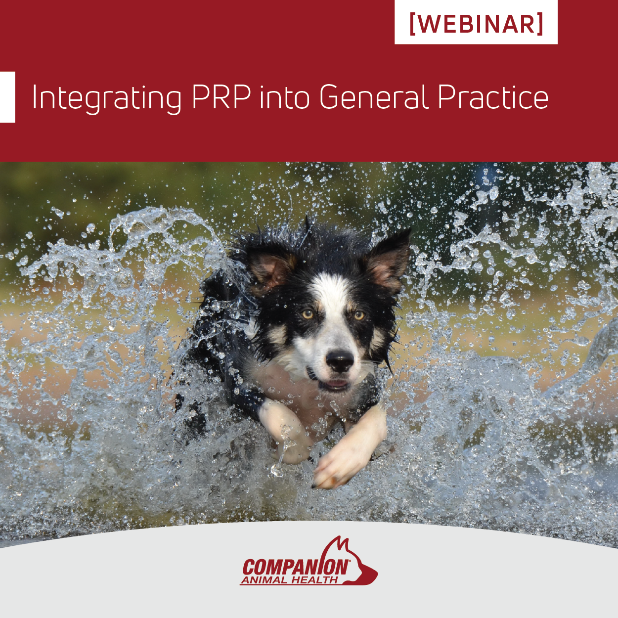 Integrating PRP into General Practice-02 Integrating PRP into General Practice-02