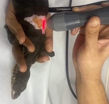 Monitor Lizard Thumbnail