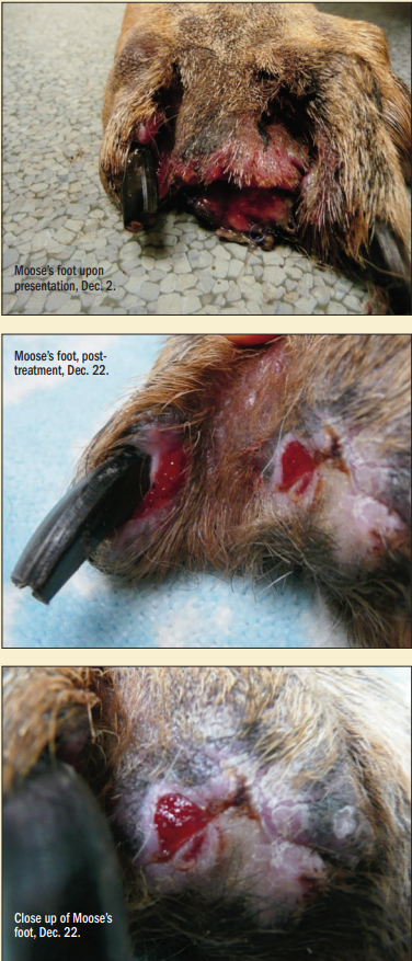 German Shepherd recovers from toe amputation wound with the help of laser therapy