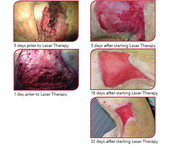 Pit Bull with Necrotizing wound recovers with laser therapy treatment