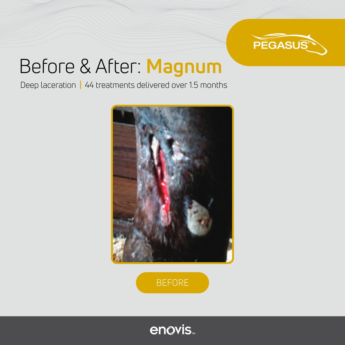 PEG_Before and After_Case Study Magnum-01