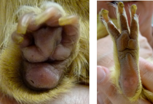 Pododermatitis on Guinea Pig 1 week after Laser Therapy treatment