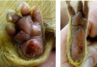 Pododermatitis on Guinea Pig Before Laser Therapy