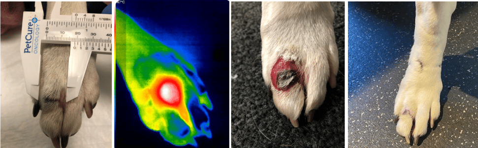 Recurrent mast cell tumor on canine treated with Nanotherapy