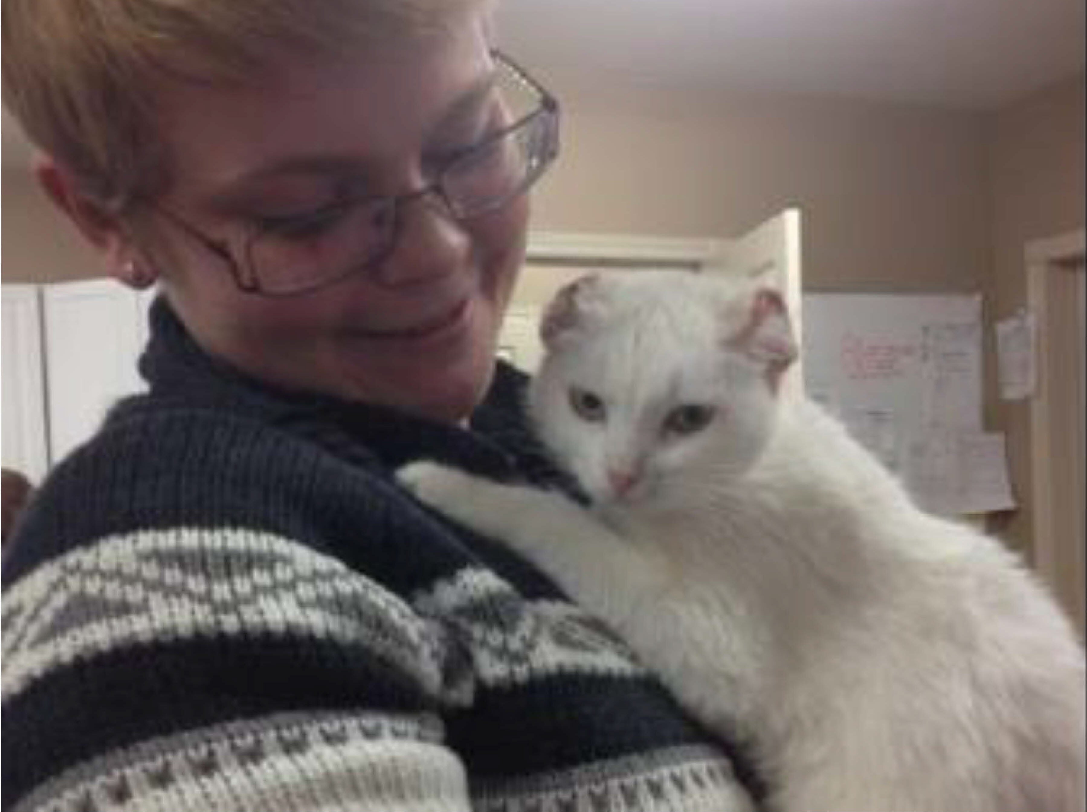 DSH cat with frostbite fully recovered after using laser therapy treatment