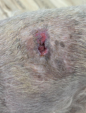 Cyst rupture on wheaton terrier day 13 after 3 treatments