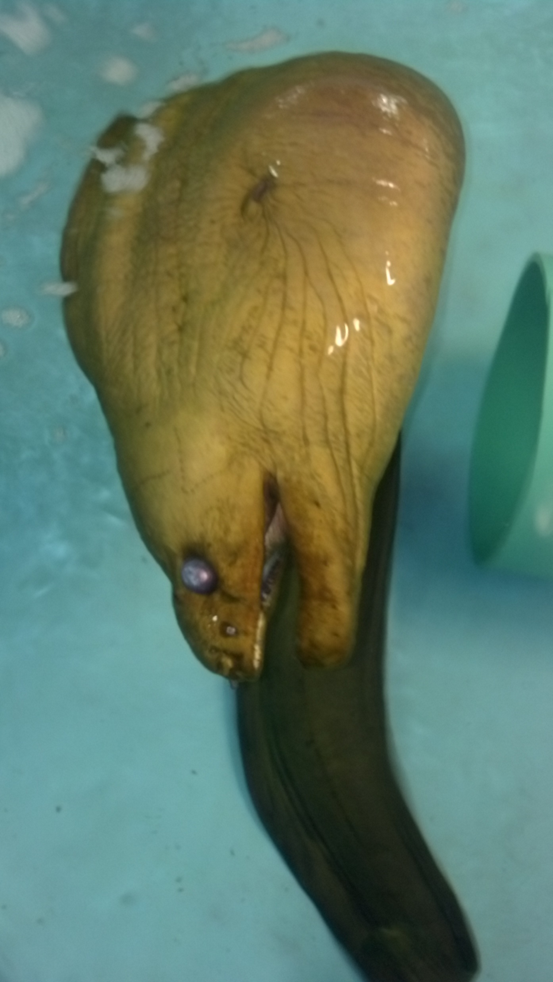 Conan the Eel presenting with intervertebral disk disease