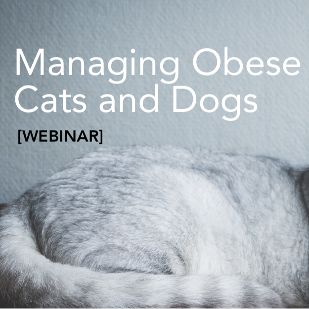 managing obese cats and dogs-01-1