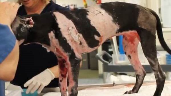 Dog 20 days after laser therapy treatment began