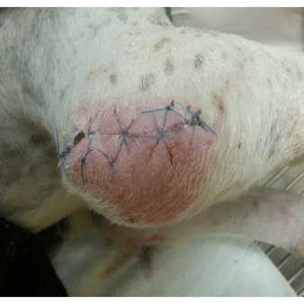 21 days into Companion Class IV laser therapy treatment