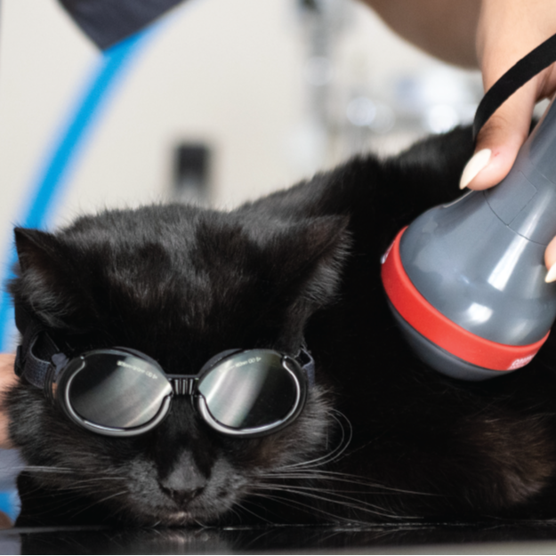 Cat being treated with laser therapy