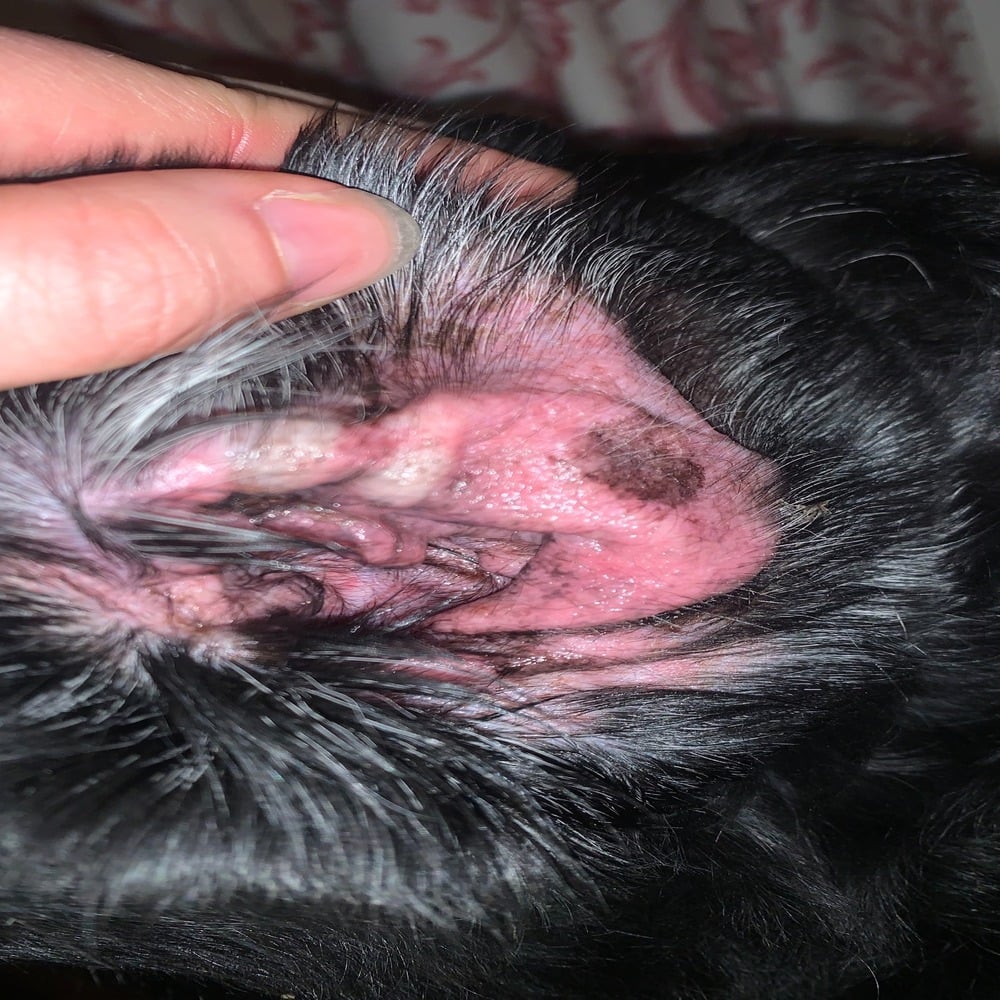 Otitis on 12-year-old Lab Maple Before Laser Therapy