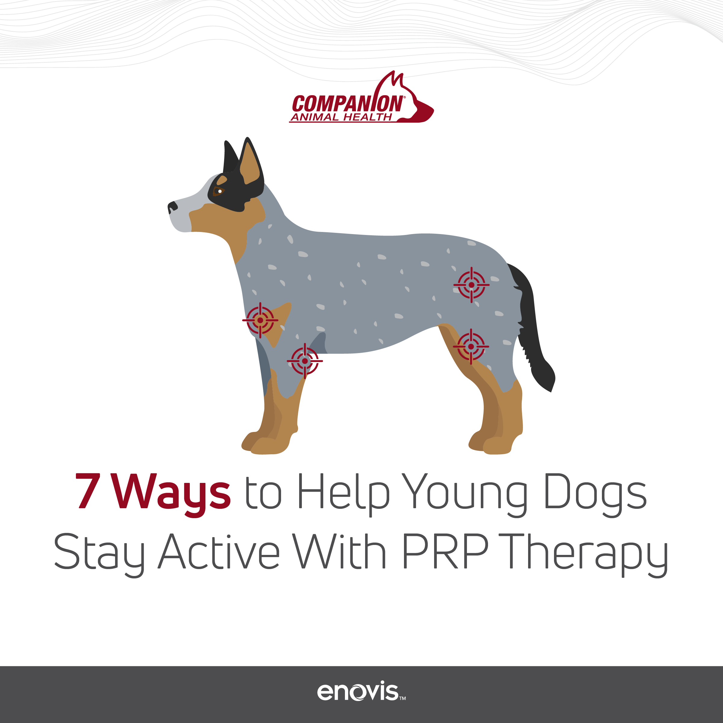 7 Ways to Help Young Dogs Stay Active with PRP Therapy