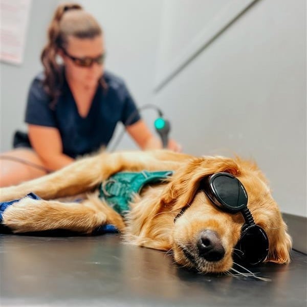 A dog in protective goggles being treated by a therapy laser 