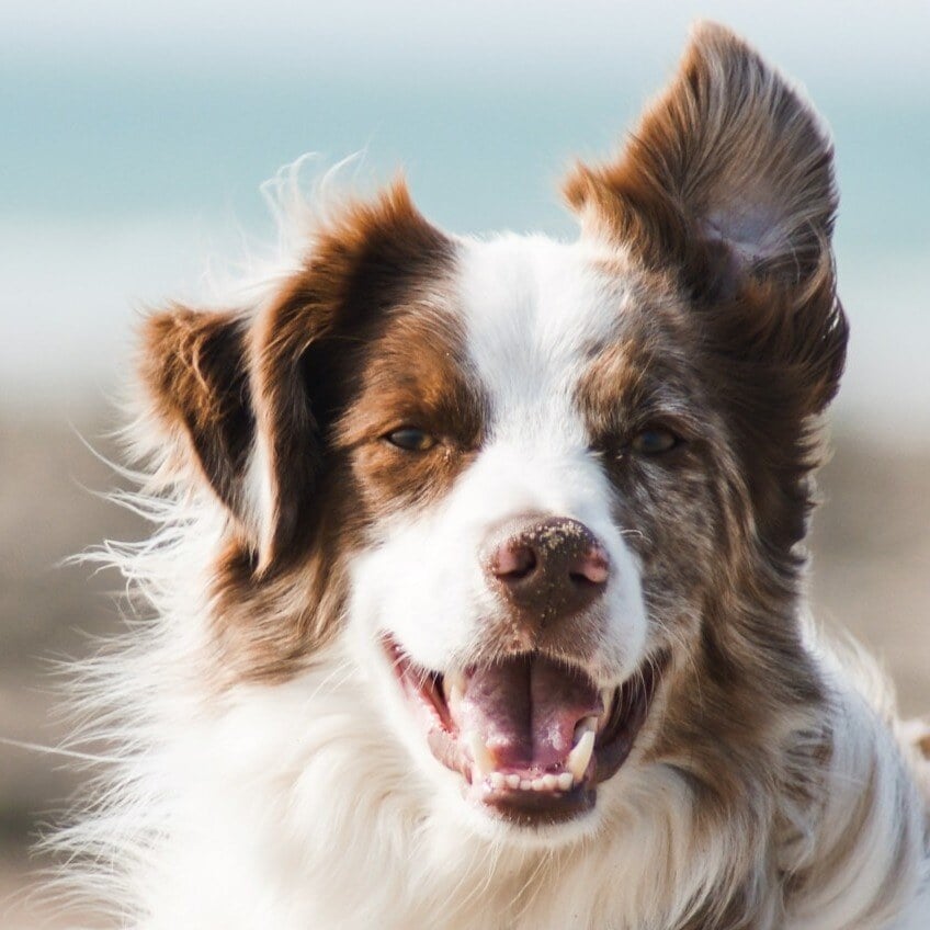 Border Collie with Soft Tissue Injuries Treated with Platelet-Rich Plasma