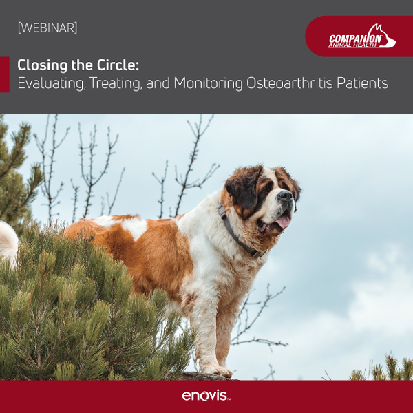 Advertisement for veterinary osteoarthritis webinar featuring a St. Bernard overlooking a cliff