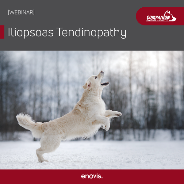 Iliopsoas Tendinopathy Webinar from Companion Animal Health