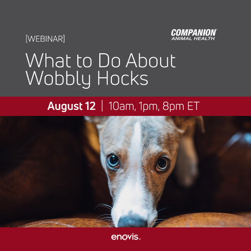 Image of a sad dog under the webinar title 
