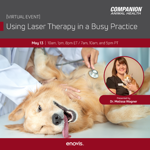 Image of dog on its side with its mouth open, being examined by a veterinarian, underneat the webinar title 