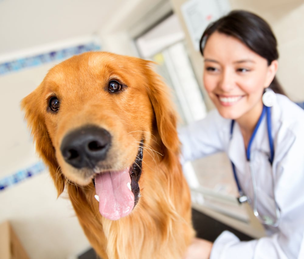 Golden Retriever Recovers From Partial CCL Tear With PRP Treatment