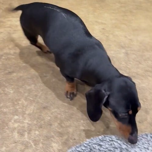 Miniature Dachshund 