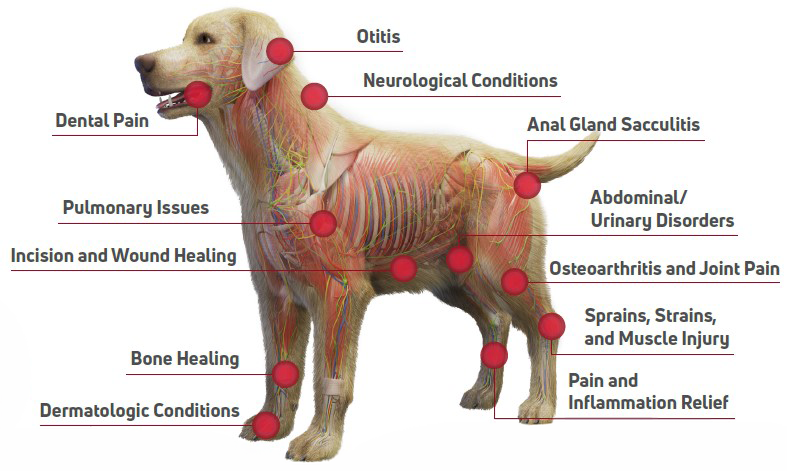 Dog Treatment RevitL