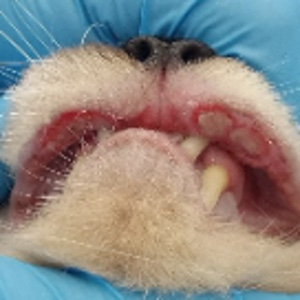 Eosinophilic Granuloma Complex on Feline