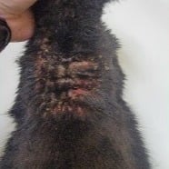 Dermatitis on cat before being treated with laser therapy