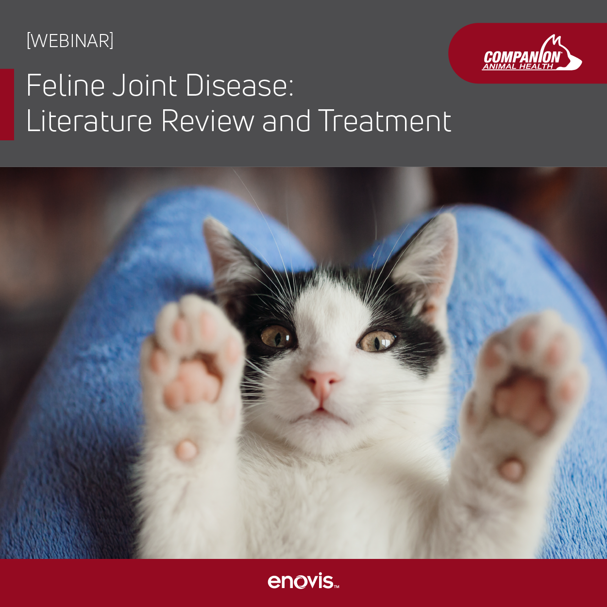 Feline Paw Joint Pain