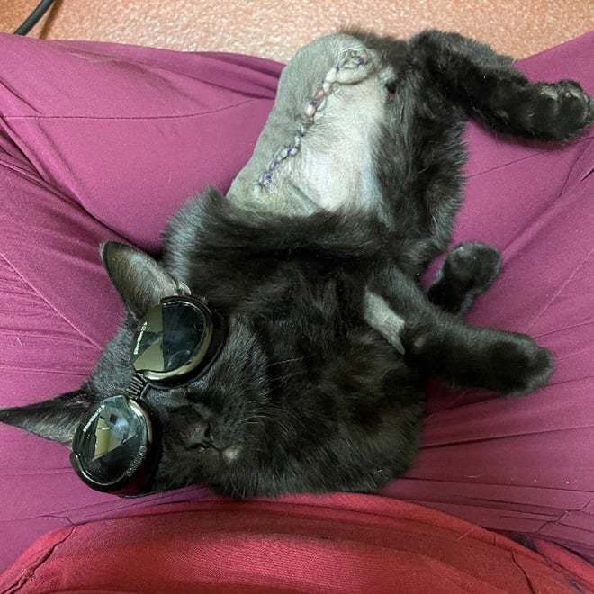 Cat with leg amputation after three laser therapy treatments