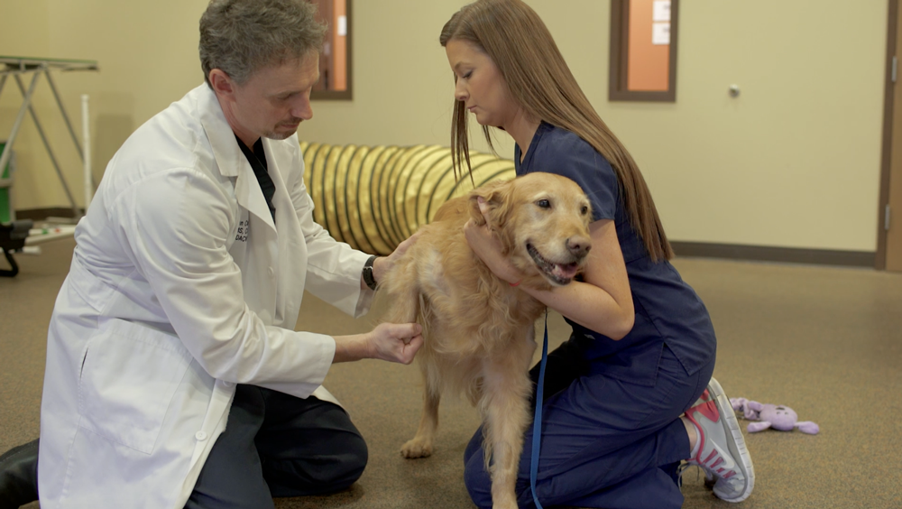 A veterinarian and technician palpate a canine patient