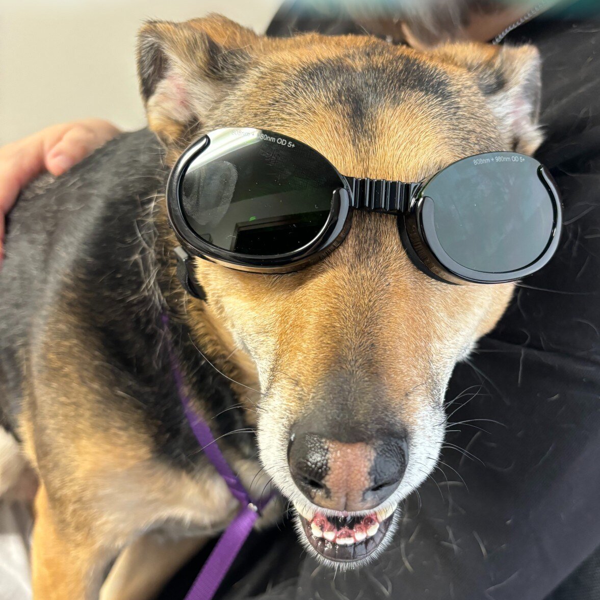 A dog in protective therapy goggles appearing to smile after being treated with laser therapy