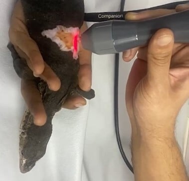 Severe Wound on Indian Monitor Lizard Being Treated with Laser Therapy