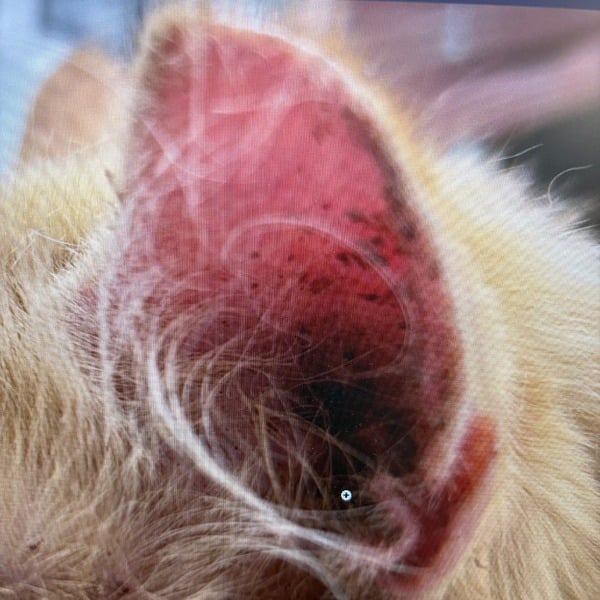 Otitis on 4-year-old cat 3 weeks before laser therapy treatment