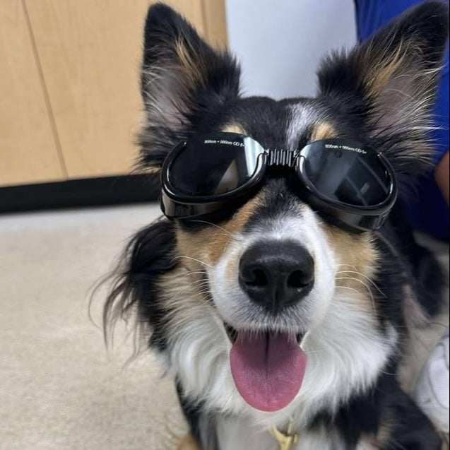 Dog with protective eyewear