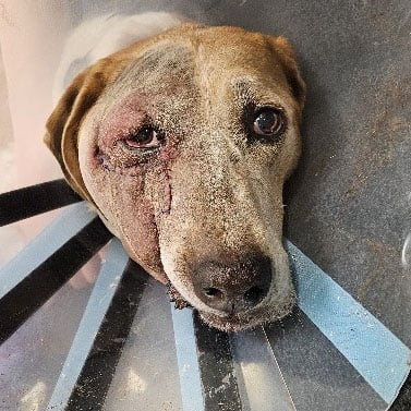 Post-Op Swelling on Canine Before Laser Therapy