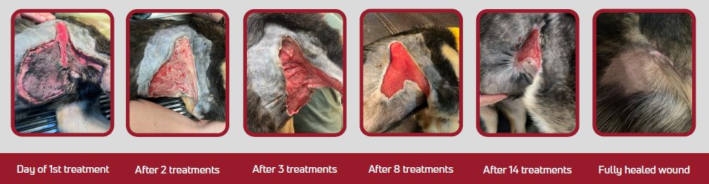 Treatment progression of an open abscess on a mixed breed dog being treated with laser therapy