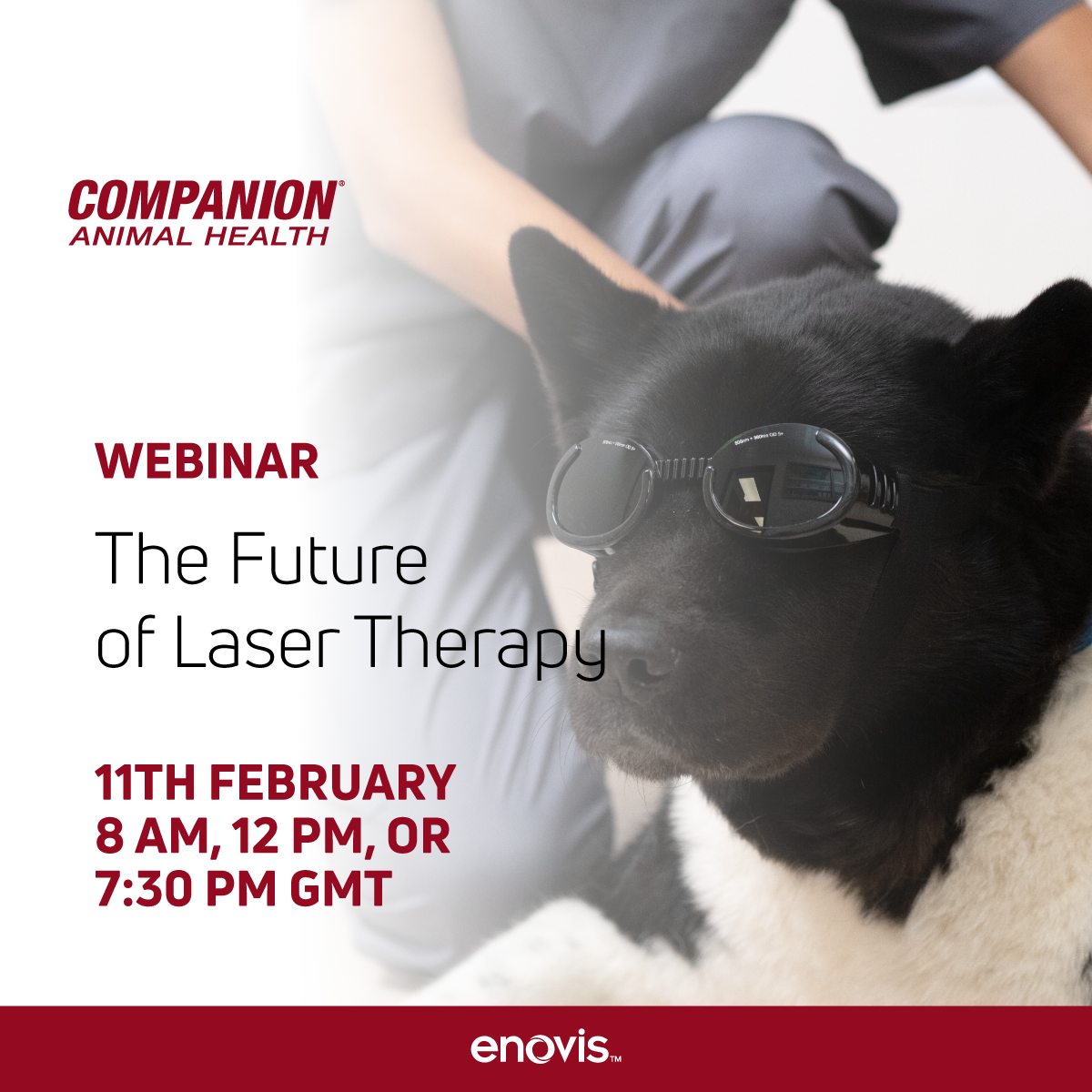 Image of a dog in protective goggles with the webinar title 